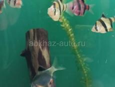 Аквариумные рыбки 