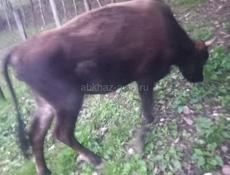 Сельский животный 