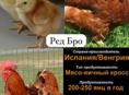 Суточные цыплята Редбро и Гризбар мясо-яичной породы.