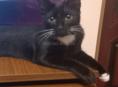 ОТДАМ КРАСИВОГО КОТЁНКА