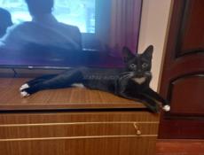 ОТДАМ КРАСИВОГО КОТЁНКА
