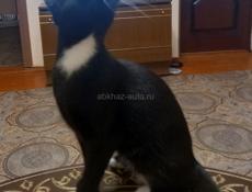 ОТДАМ КРАСИВОГО КОТЁНКА