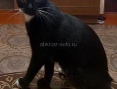 ОТДАМ КРАСИВОГО КОТЁНКА