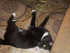 ОТДАМ КРАСИВОГО КОТЁНКА