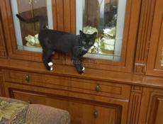ОТДАМ КРАСИВОГО КОТЁНКА