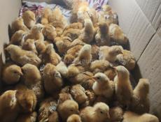 Продаю цыплят разные возрасты, от недельных до двух месячных