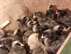 Продаю цыплят разные возрасты, от недельных до двух месячных