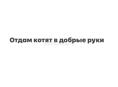Котята в добрые руки