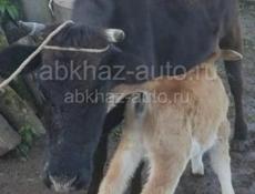 Продаётся 🐮 корова с телёнкам срочно 