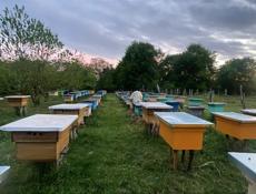 Отводки пчел