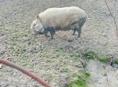 Продается свинья 🐷