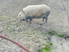 Продается свинья 🐷