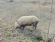 Продается свинья 🐷