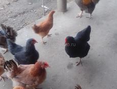 куры петухи