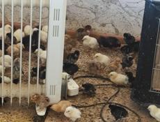 Продаю 10-дневных цыплят местных пород 