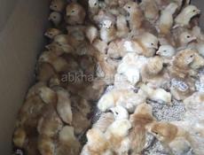 Продаю цыплят , Ред бро, гриз бар, и обычные дворовые курочки месячные по 300 р