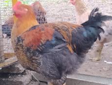 Домашние курочки, крупных пород, продам