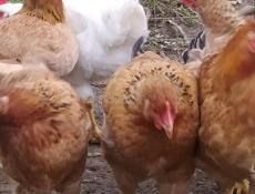 Домашние курочки, крупных пород, продам