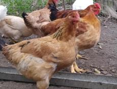 Домашние курочки, крупных пород, продам