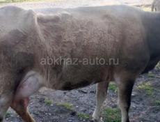 Продаю корову 60000р