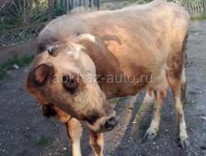 Продаю корову 60000р