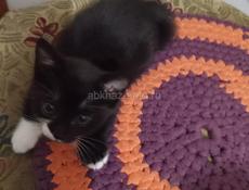 Кот