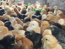 Трёхдневные цыплята мясо-яичной породы Редбро и Гризбар.