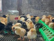 Трёхдневные цыплята мясо-яичной породы Редбро и Гризбар.