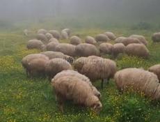 Овцы и бараны 