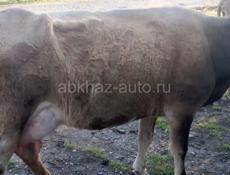 Доенная корова