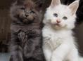 Отдам в добрые руки котят , помесь мейн кун 