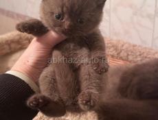 Продаются британские котята 