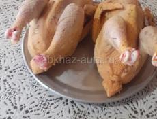 Куры