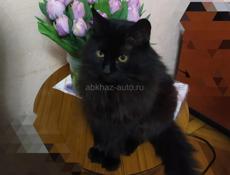 Пропала кошка