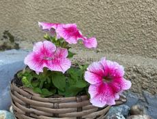 Кашпо из ротанга