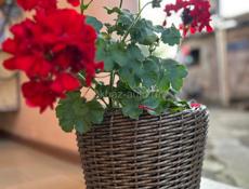 Кашпо из ротанга
