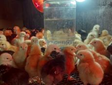 5- ти дневные цыплята мясо-яичной породы Редбро и Гризбар 