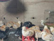 10-ти дневные цыплята мясо-яичной породы Редбро 