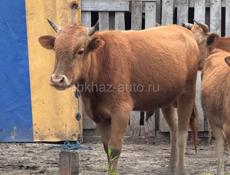 Продается бычек