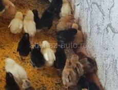 Продаю 2-х недельных цыплят местных пород 