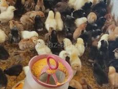 Продаю 2-х недельных цыплят местных пород 