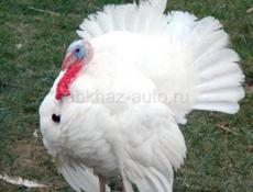 Продаю
