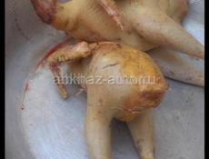 Продаю Куры Домашние 