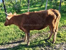 Продается корова 