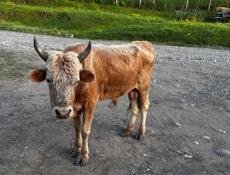 Продам бычка 