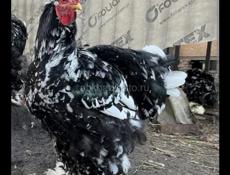 Петухи и Курочки 
