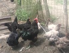 Джерсийский гигант 
