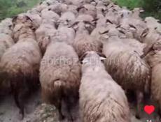 Ауаса ашьтәақәа .Продаются бараны и овцы