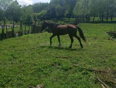 Лошадь 🐎 