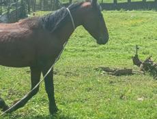 Лошадь 🐎 